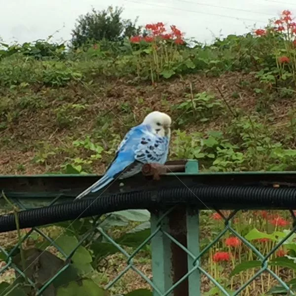 コメントの画像