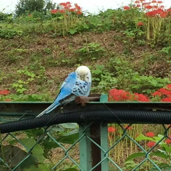 コメントの画像