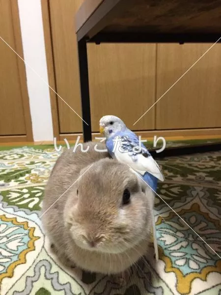 コメントの画像