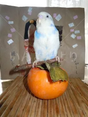 コメントの画像