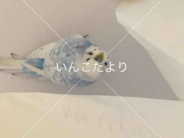 コメントの画像
