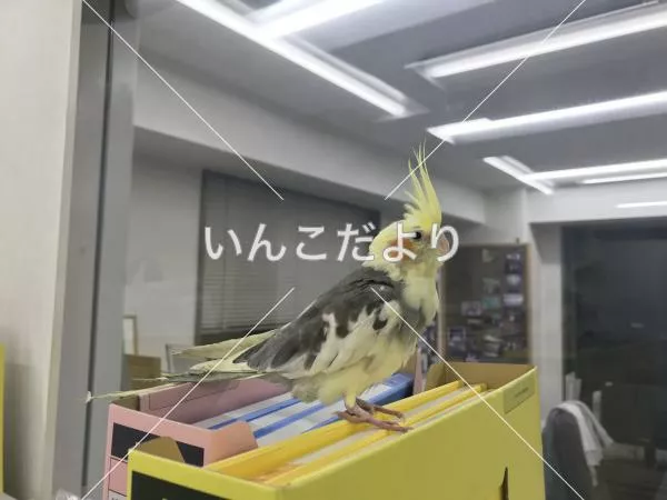 コメントの画像