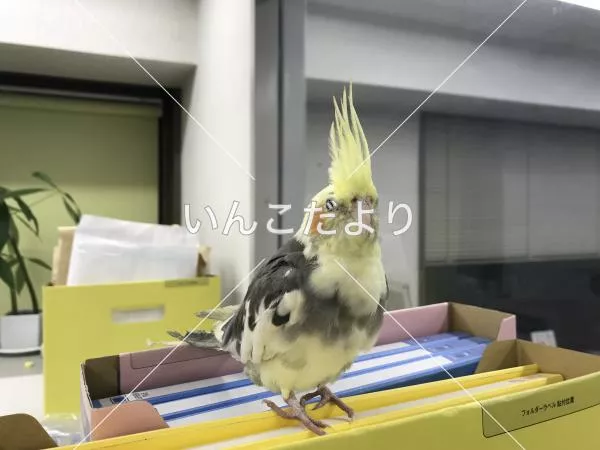 コメントの画像