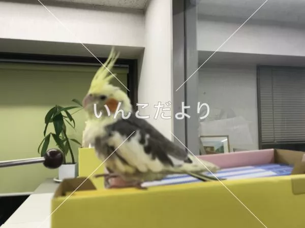 コメントの画像