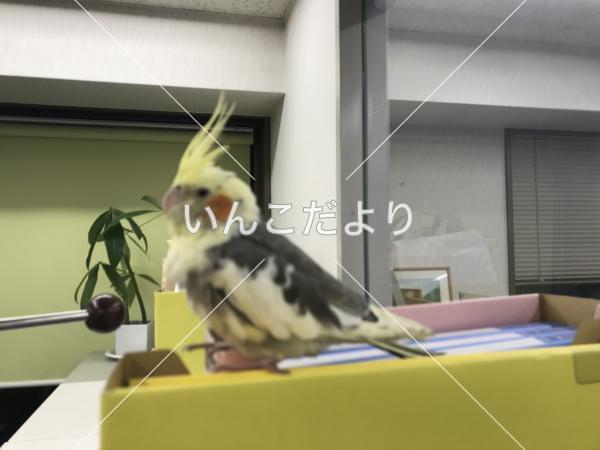 コメントの画像