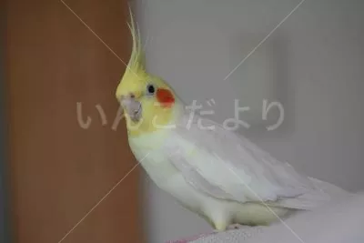 コメントの画像