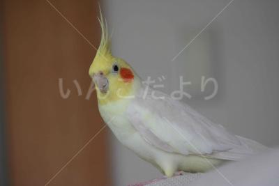 コメントの画像