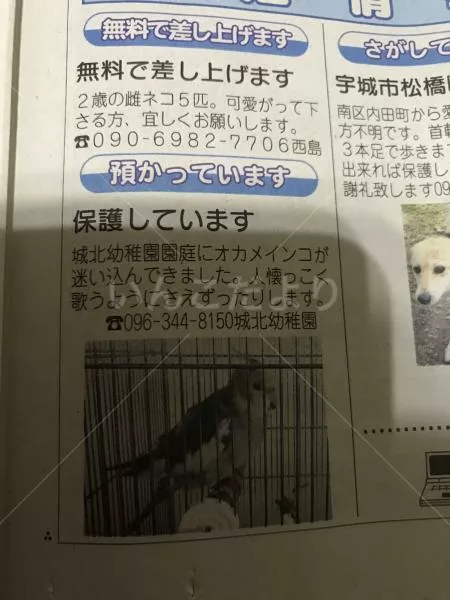 コメントの画像