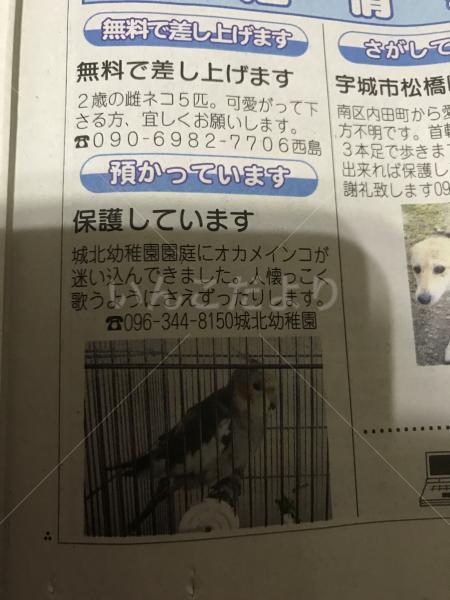 コメントの画像