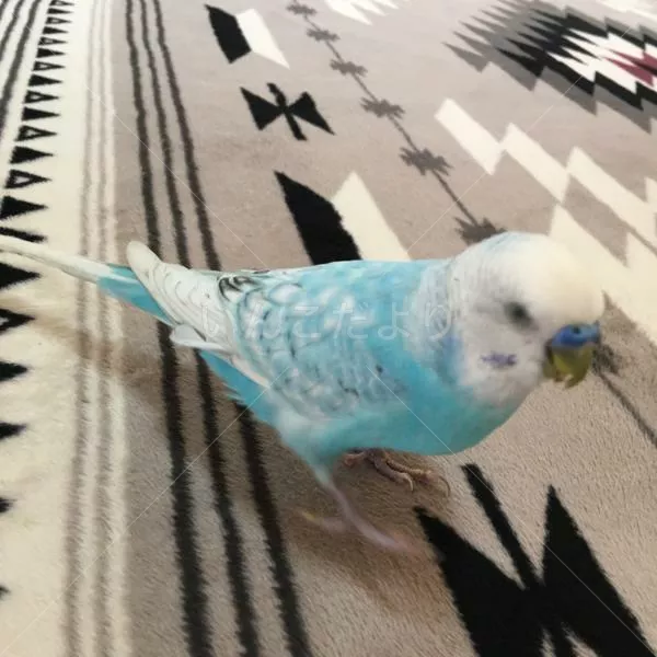 コメントの画像