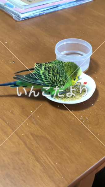 コメントの画像
