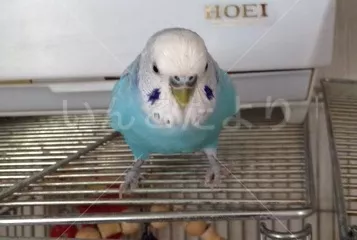 コメントの画像