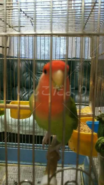 コメントの画像