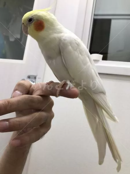 コメントの画像