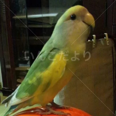 コメントの画像