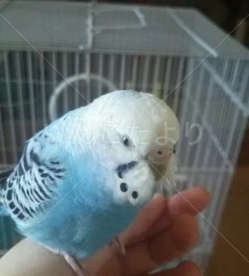 コメントの画像