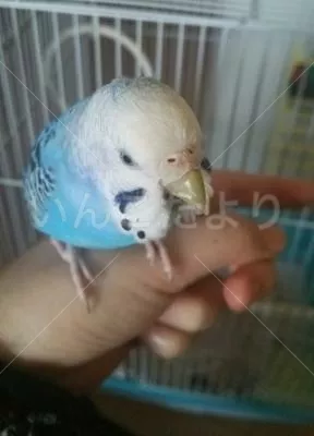 コメントの画像