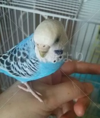 コメントの画像