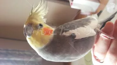 コメントの画像