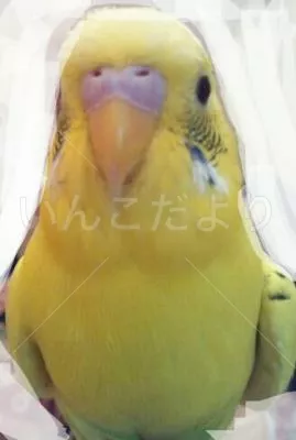 コメントの画像