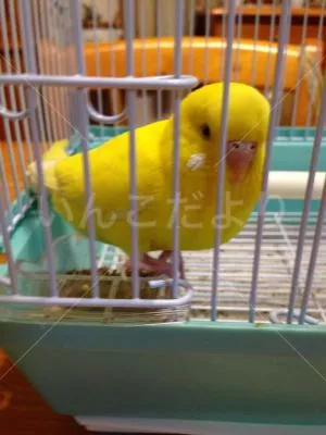 コメントの画像