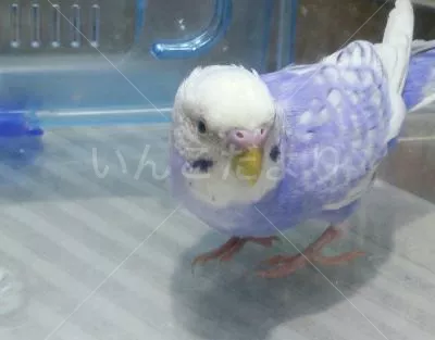 コメントの画像