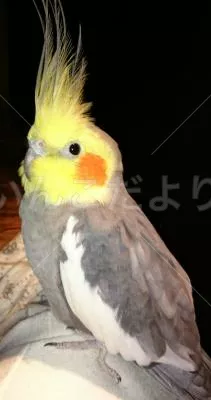 コメントの画像