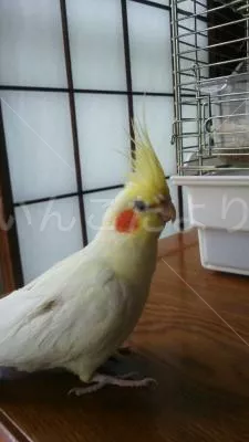 コメントの画像