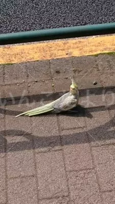 コメントの画像