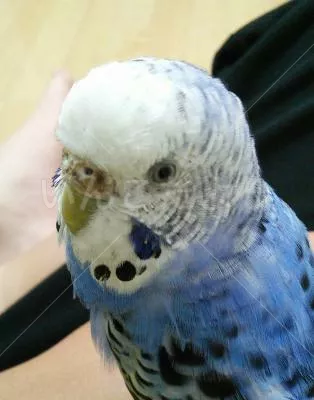 コメントの画像