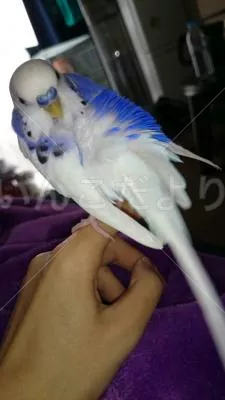 コメントの画像