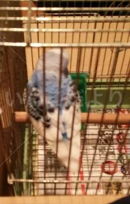 コメントの画像