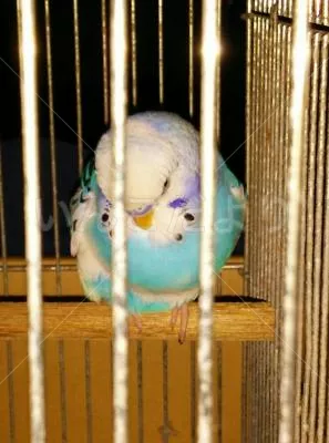 コメントの画像