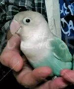 コメントの画像