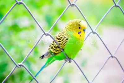 コメントの画像