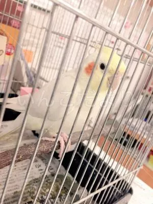 コメントの画像