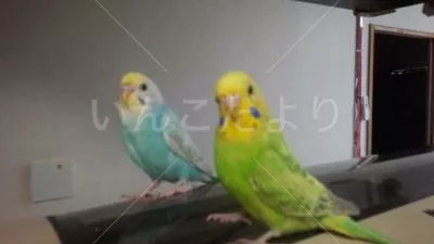 コメントの画像