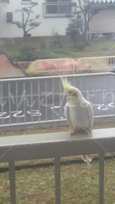 コメントの画像