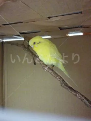 コメントの画像