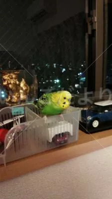 コメントの画像