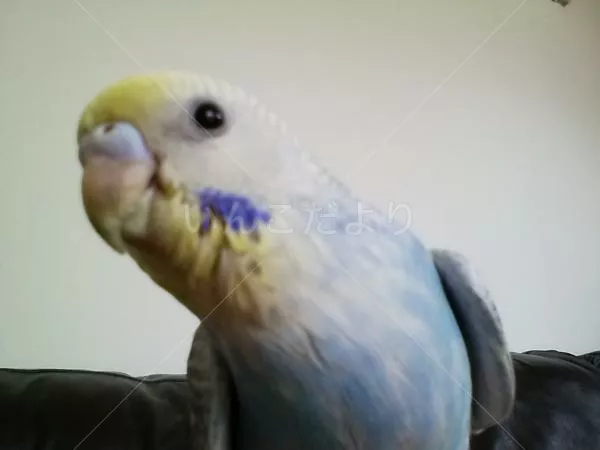 コメントの画像