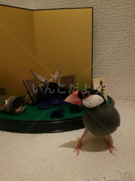 コメントの画像