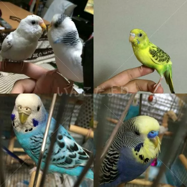 コメントの画像