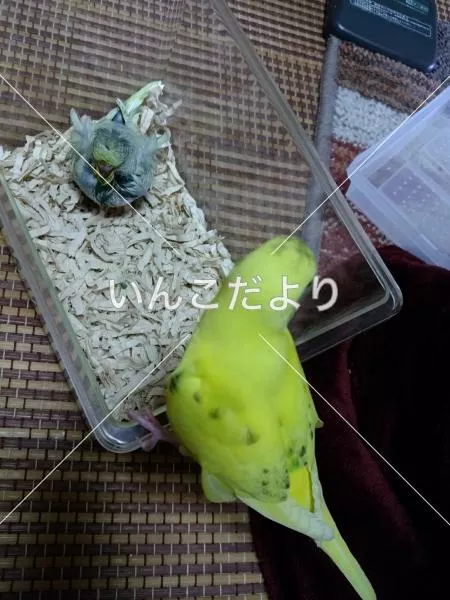 コメントの画像