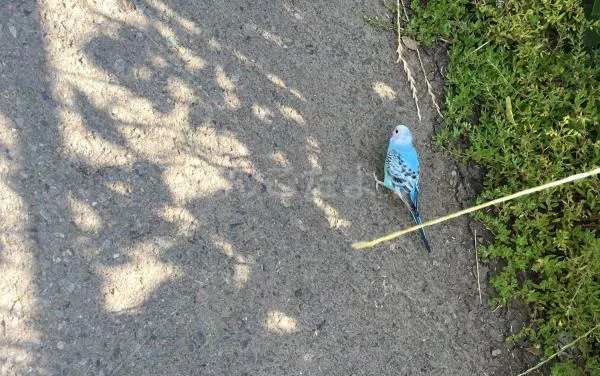 コメントの画像