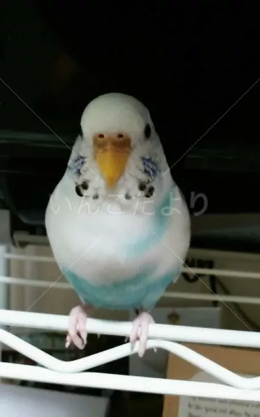 コメントの画像