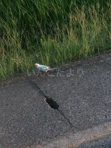 コメントの画像