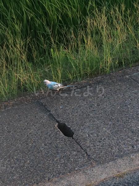 コメントの画像