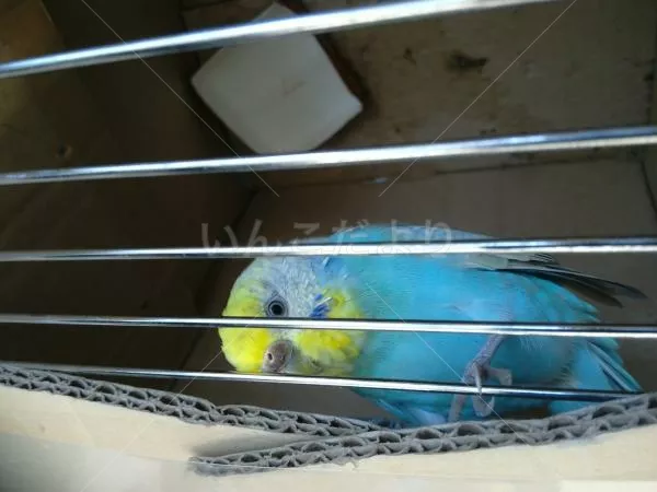 コメントの画像