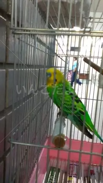 コメントの画像